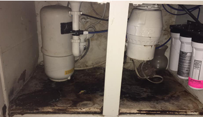 Mold Under Sink