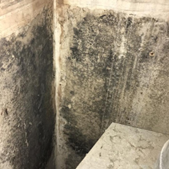 Moldy Corner