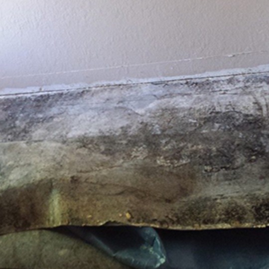 Moldy Carpeting